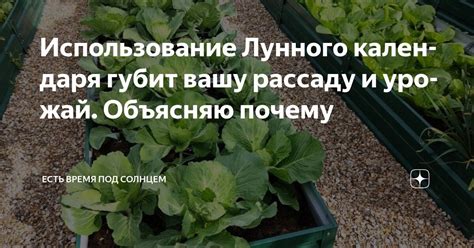 Опасная ошибка, которая губит вашу рассаду: как её избежать
