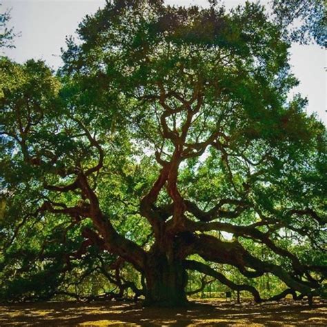 Владимир бережно сохраняет вековой гигант — спасение реликтового дуба начинается